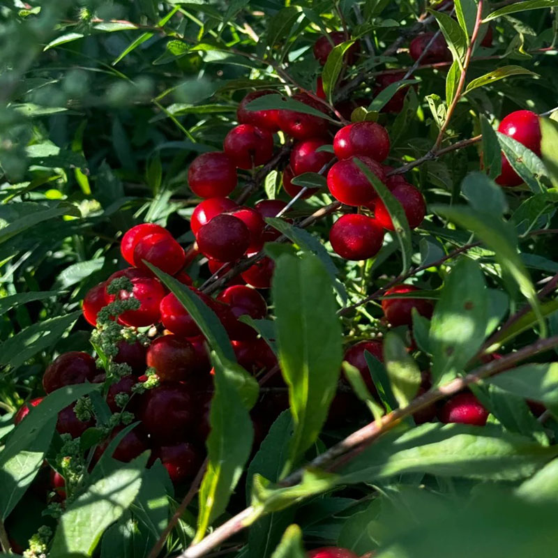 🍒DWARF CHERRY🌿PRUNUS HUMILIS SEEDS