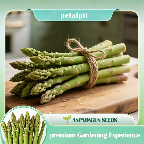 🌱 Grow Your Own Asparagus from Seed — Fresh, Flavorful & Long-Lasting 👑