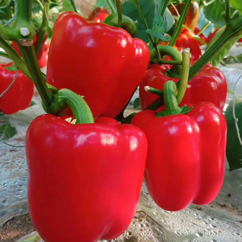 Sweet, Colorful Peppers: Plant the Seeds of Flavor