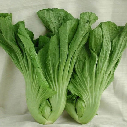 🥬LEAF MUSTARD SEEDS