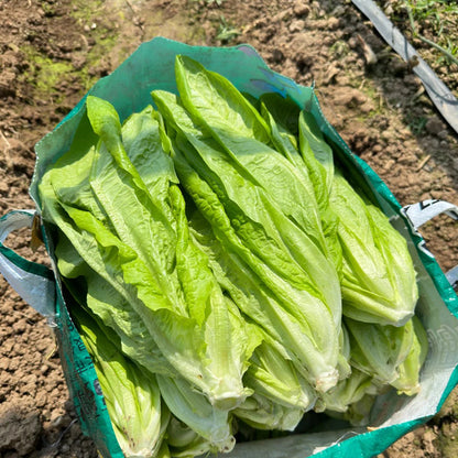 ROMAINE LETTUCE SEEDS