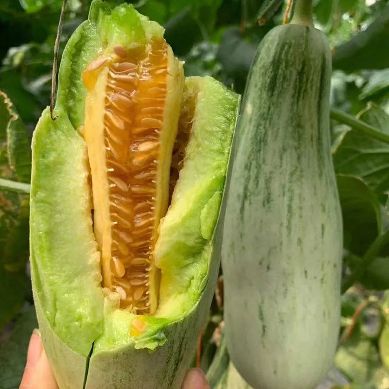 Yangjiaomi Sweet Melon Seeds