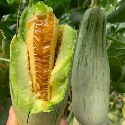 Yangjiaomi Sweet Melon Seeds