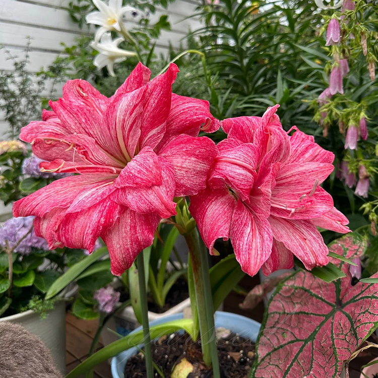 🌼Double-Petaled Perfume Amaryllis Bulbs