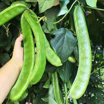 CANAVALIA ENSIFORMIS SEEDS