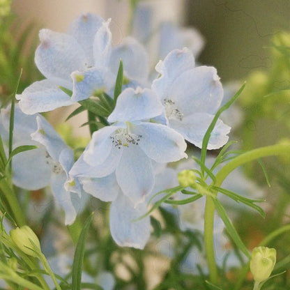 BUTTERFLY BUSH SEEDS