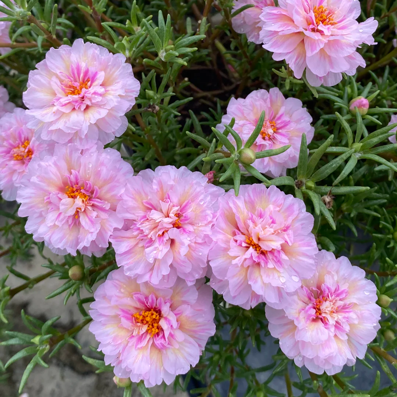 🌞 Bring Sunshine to Your Garden with Sunburst Moss Rose Seeds