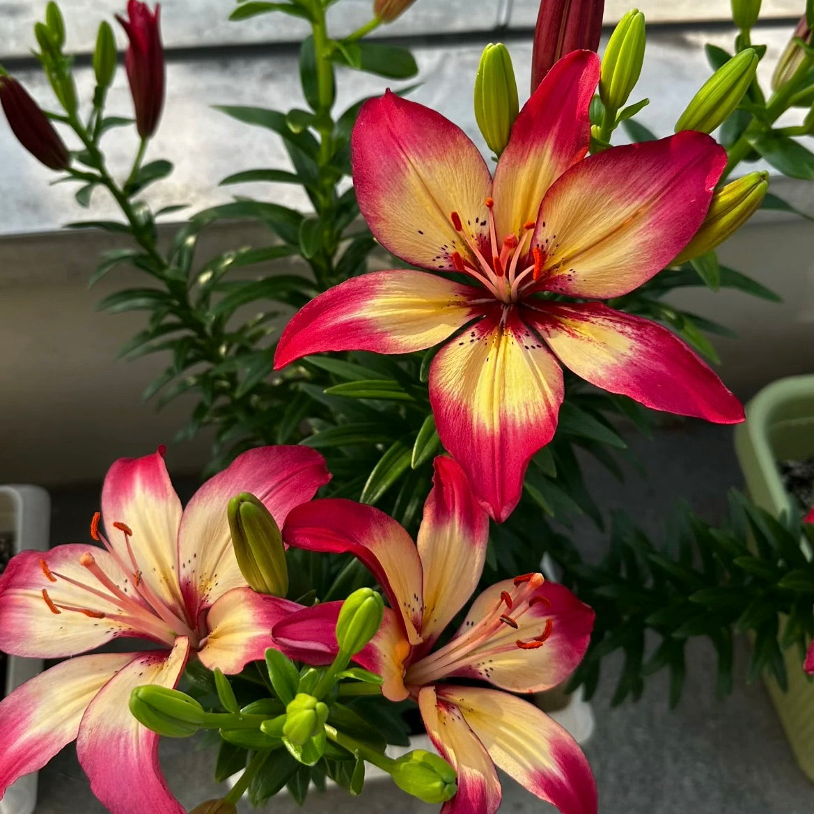 🌸Rare Lilies seeds