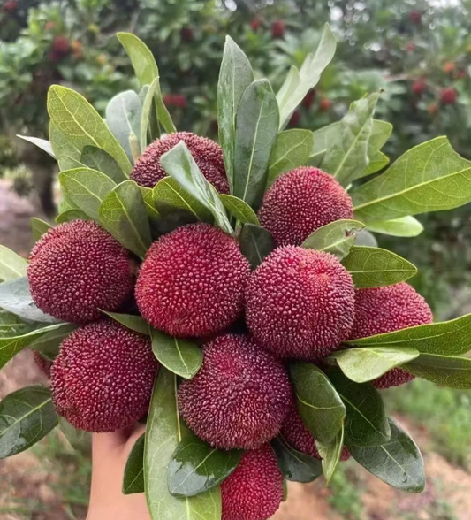 Riesen-Myrte: Größe einer Tischtenniskugel, ⭐Erdbeer-Kirsch-Fusionsgeschmack