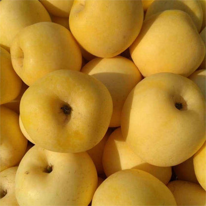 Golden Apple Seeds