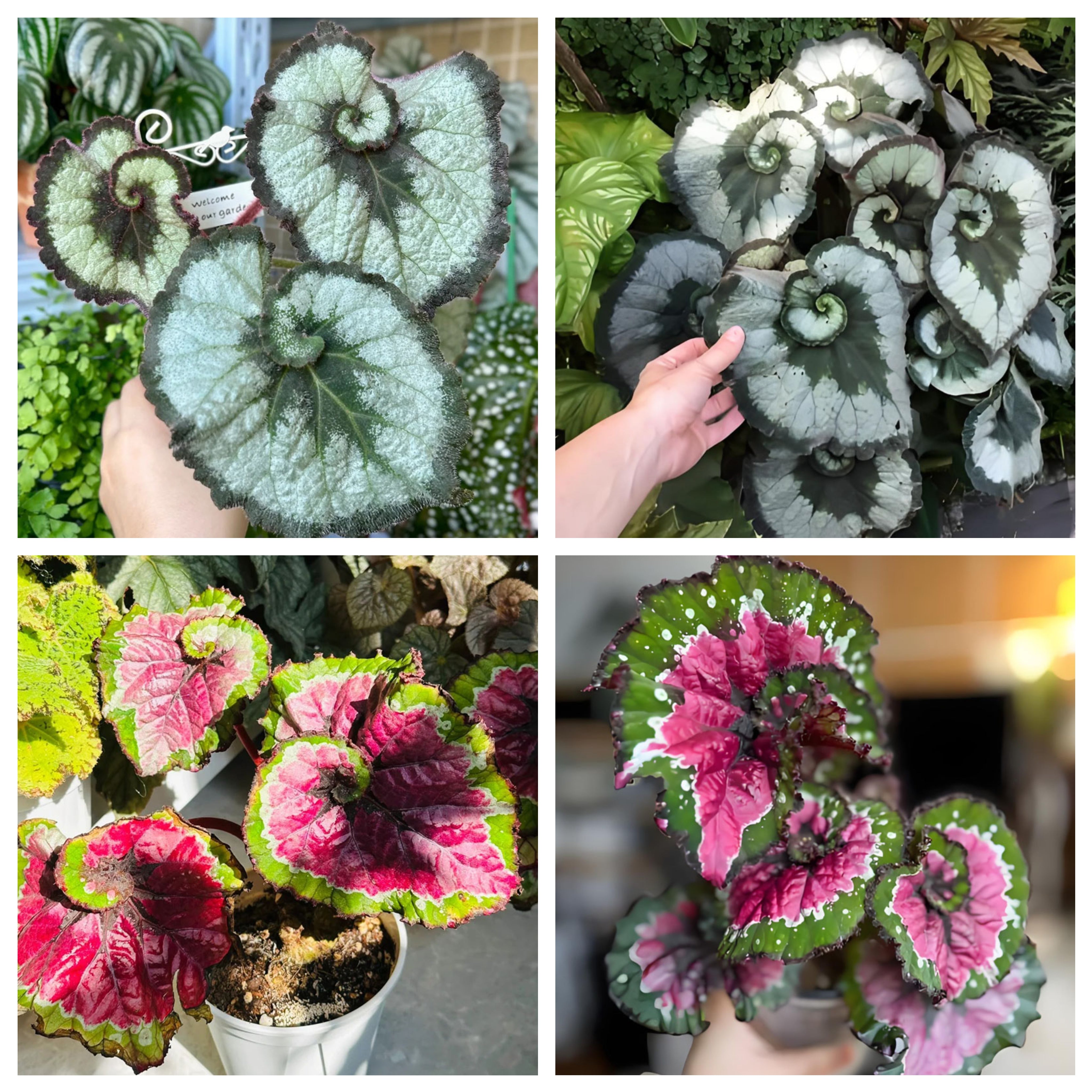 🔥100 Seeds (40% OFF)👍Recommend🔥