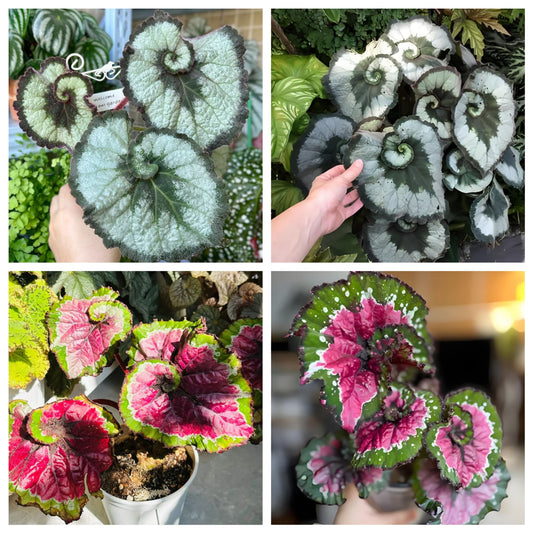 BEGONIA ESCARGOT SEEDS