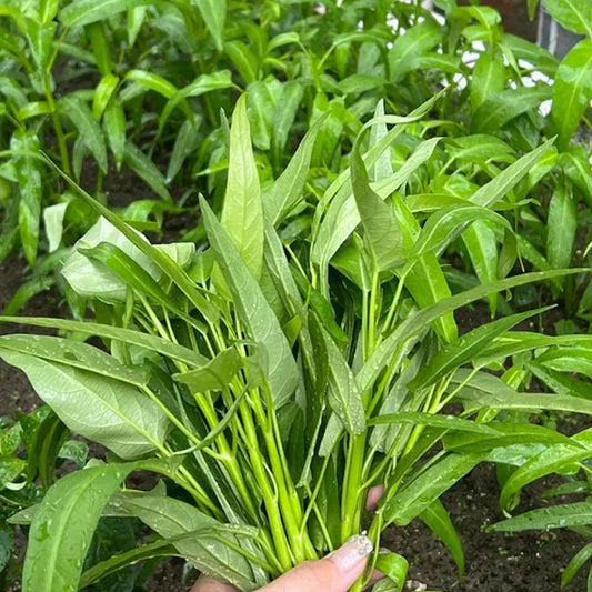WILLOW-LEAF WATER SPINACH SEEDS