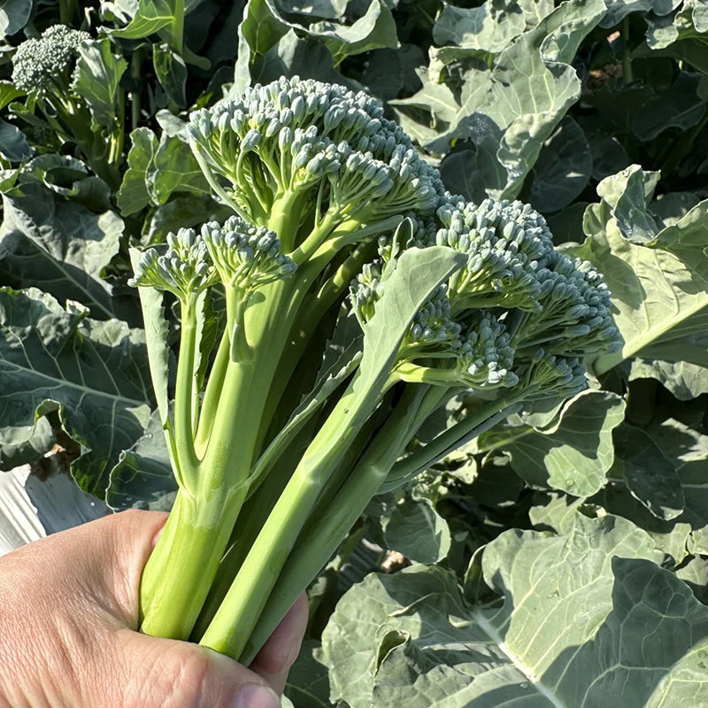 BROCCOLI RABE SEEDS