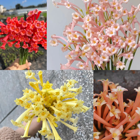 Cyrtanthus leucanthus 🌼