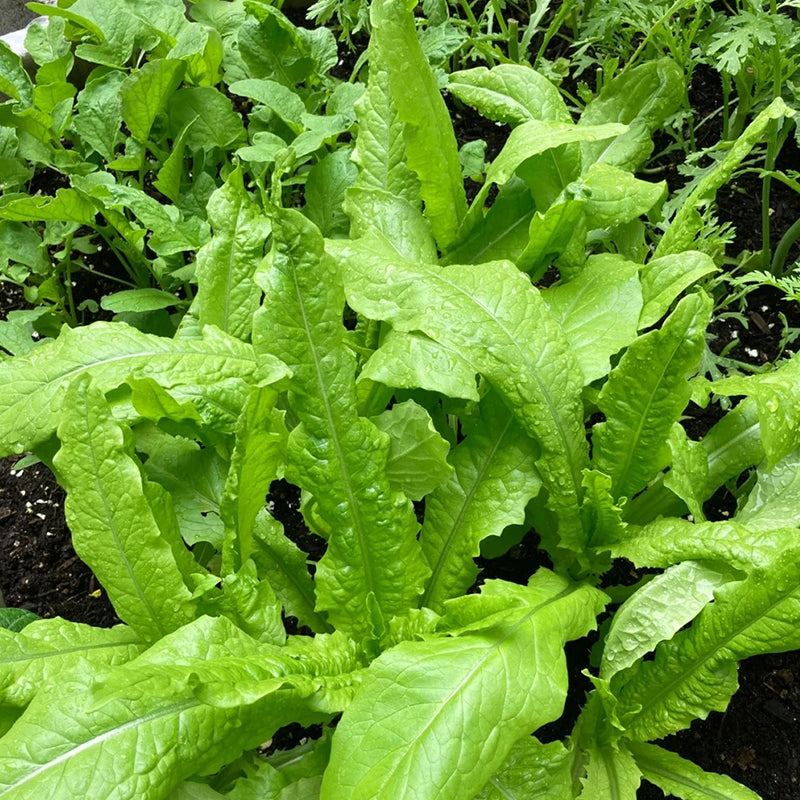 ROMAINE LETTUCE SEEDS