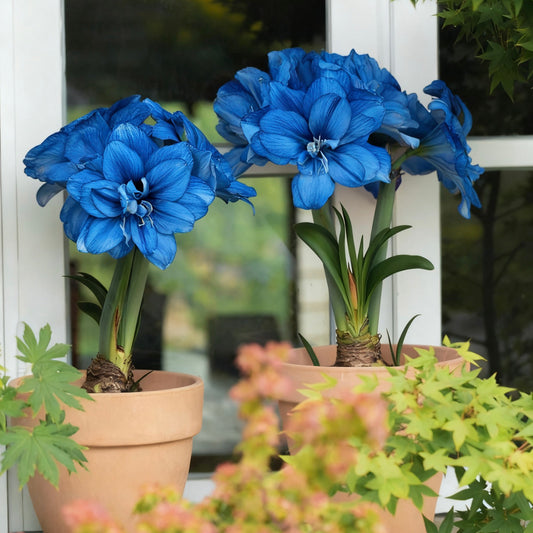 Rare Color Amaryllis Bulbs🌼