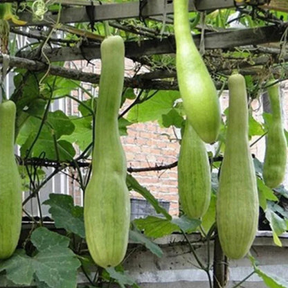 Chopping Melon Cut and Grow Melon Seeds