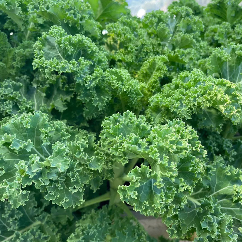 KALE SEEDS