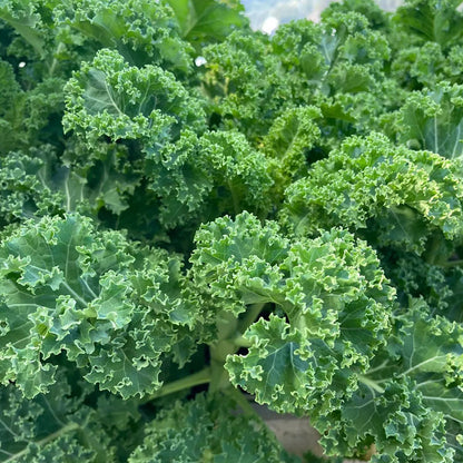 KALE SEEDS