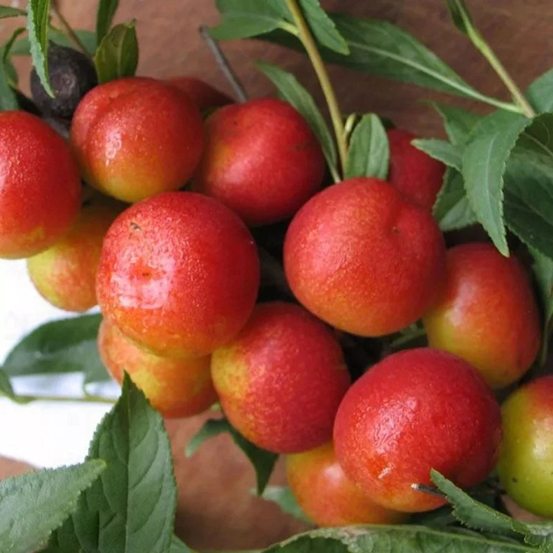 🍒DWARF CHERRY🌿PRUNUS HUMILIS SEEDS