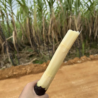 🌱 Grow Your Own Sugarcane – High Germination Seeds ✨ for Easy Home Gardens 🌿!