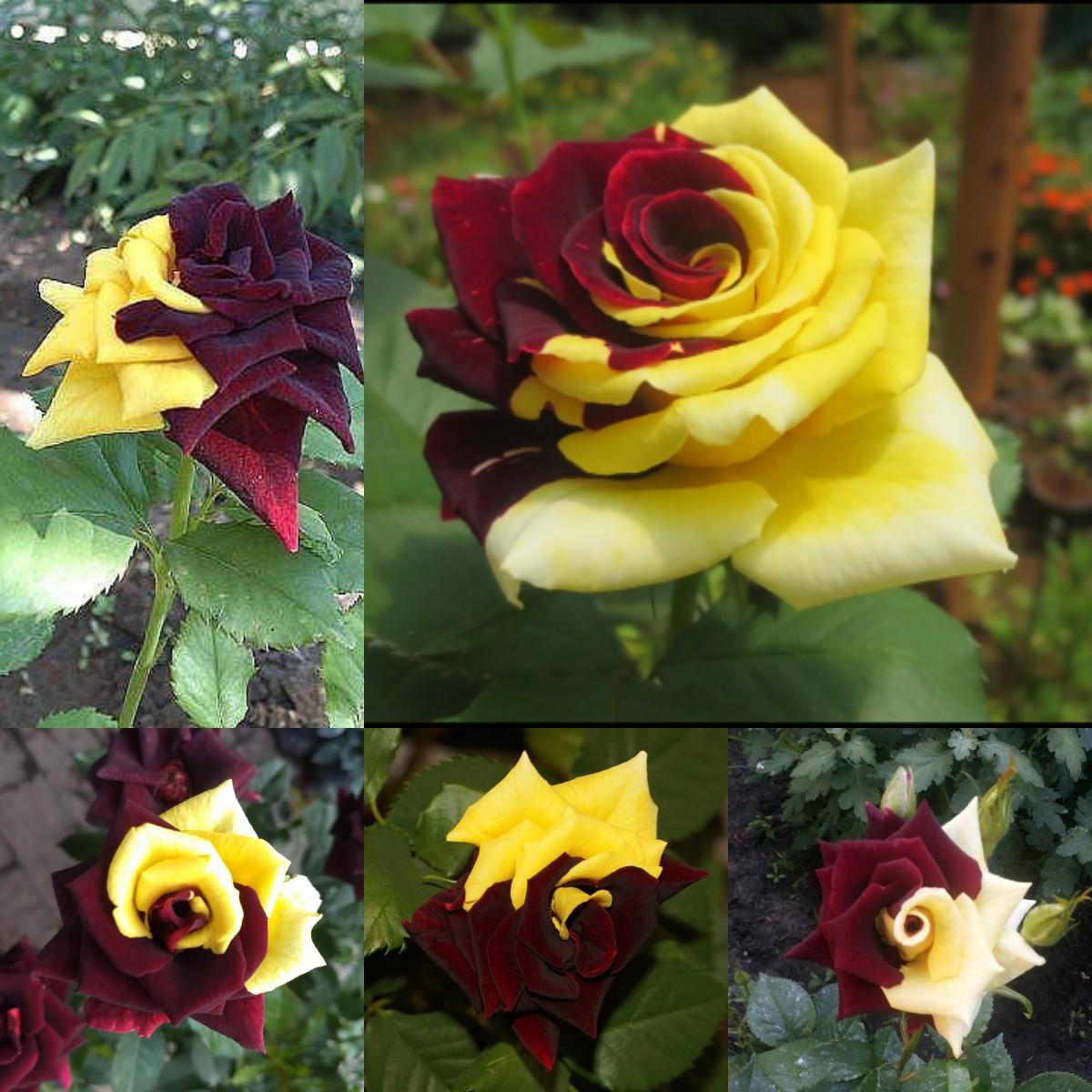 Rare Twin Red Yellow Rose - Seeds