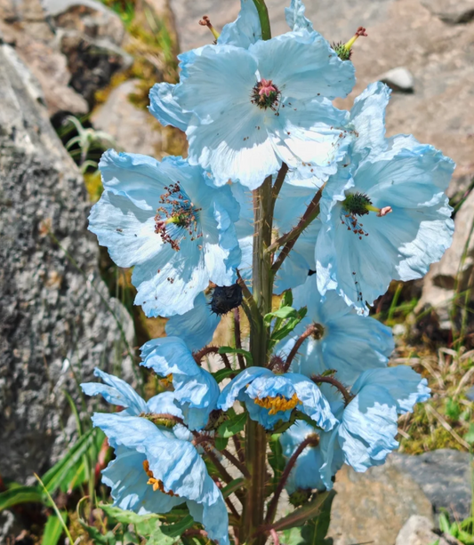 ❄️ Meconopsis Rudis Flower Seeds-Himalayan Blue Poppy