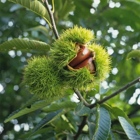 🌰 Dwarf Chestnut Seeds – 🌰Sweet and Fragrant Nuts