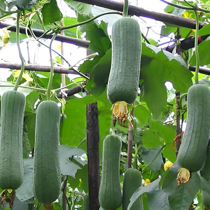 🥒MEAT LOFOAH SEEDS