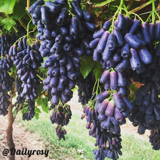 Seedless Sapphire Grapes Seeds