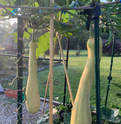 Chopping Melon Cut and Grow Melon Seeds