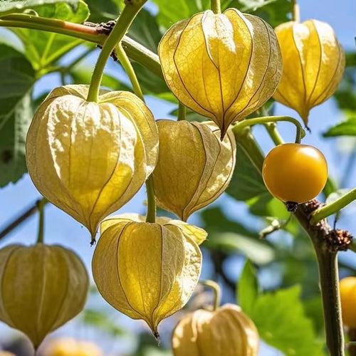 Creamy Maiden Fruit Seeds