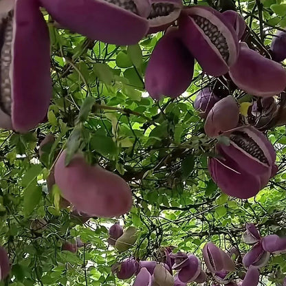 AKEBIA QUINATA SEEDS