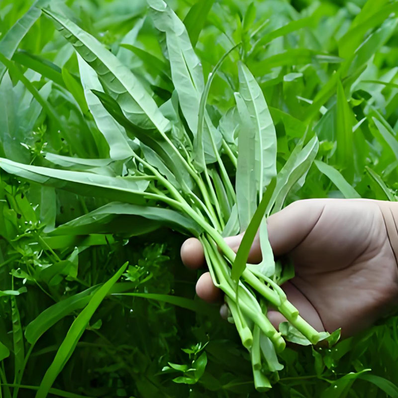 WILLOW-LEAF WATER SPINACH SEEDS