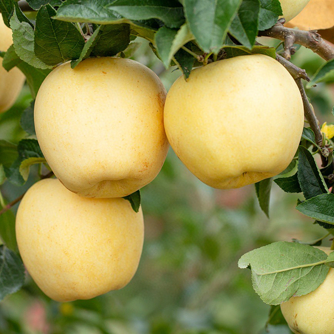 200 Seeds(60% OFF🔥Recommend)