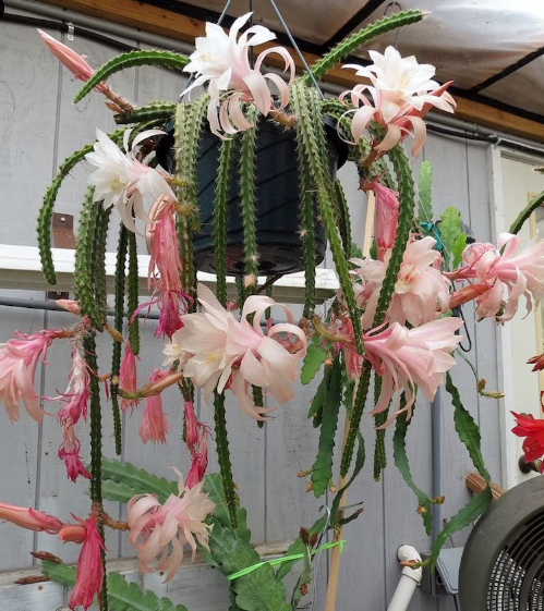 Pink epiphyllum cactus