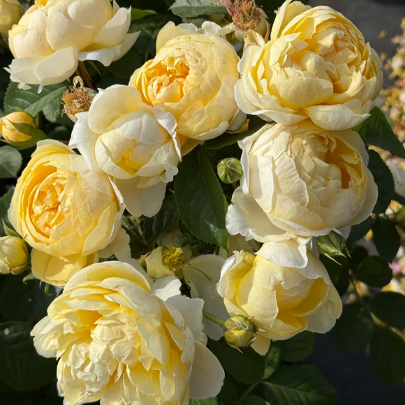 Cuteness overload! 🍳 The Fried Egg Rose seeds— the breakfast star of the flower world!