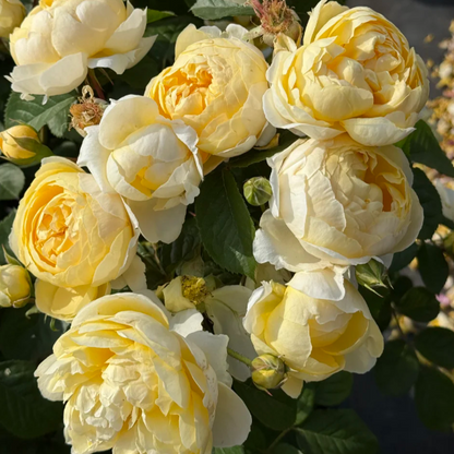 Cuteness overload! 🍳 The Fried Egg Rose seeds— the breakfast star of the flower world!