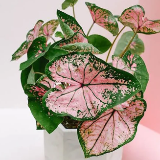 Caladium Bulbs -The most complete seed store