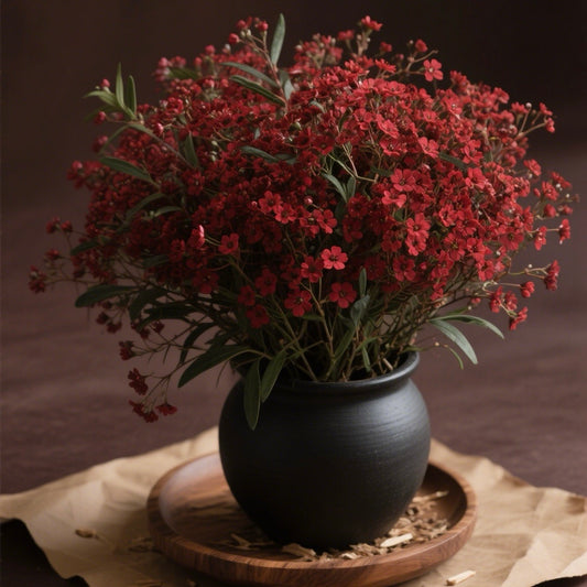 Rare Gypsophila seeds