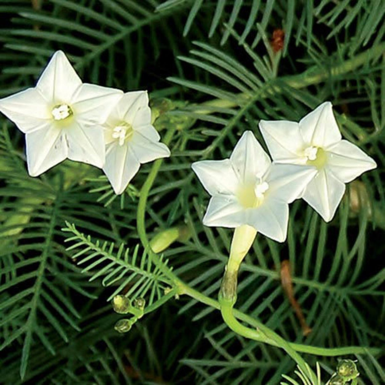 🌼 Cypress Vine-Climbing Vine Seeds
