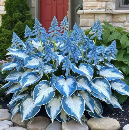 🎁2026 Special Offer🍃Rare Hosta Seeds🌿