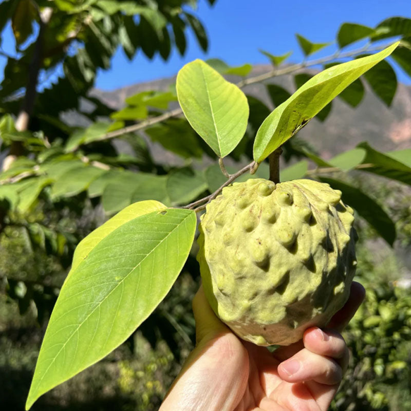 SUGAR APPLE  SEEDS