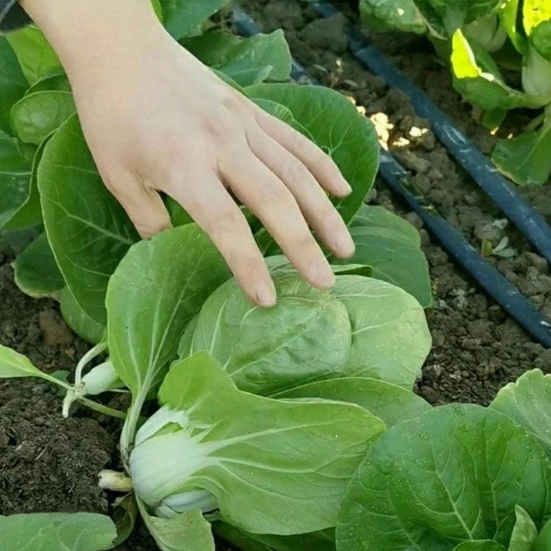 ALPINE BOK CHOY SEEDS
