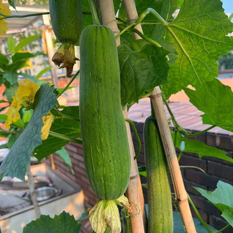 🥒MEAT LOFOAH SEEDS