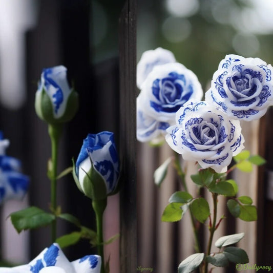 Rare Blue Ink Rose Seeds🔥2024 Newest