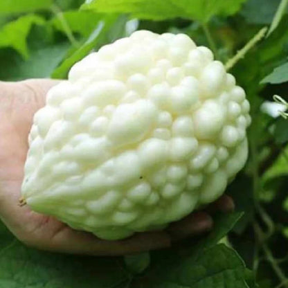 🌞The Latest Non-GMO Variety: Apple Bitter Melon — Nutrition and Flavor