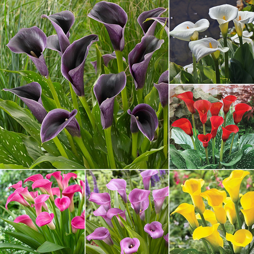 🌿 Easy-to-grow Calla Lily bulbs | Available in multiple colors and lasting bloom