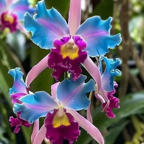 Rare Iris Bulbs⚜️  #2